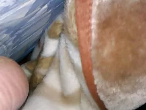 Châu á Ali-Đen nóng  ...